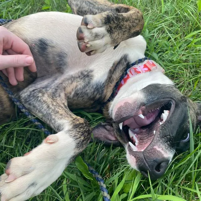 Delilah