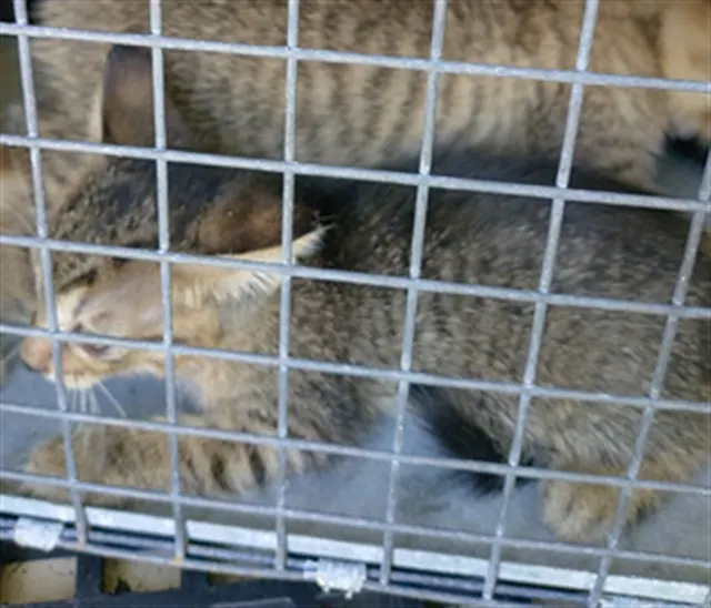 Adoptable Cat