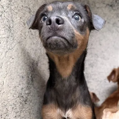 Adoptable Dog
