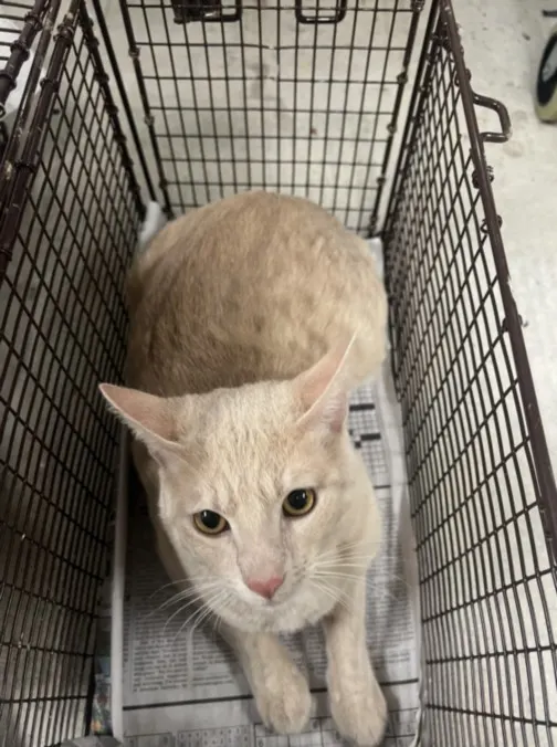Moggy