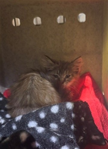 Adoptable Cat