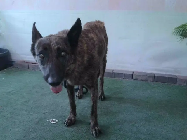 Adoptable Dog