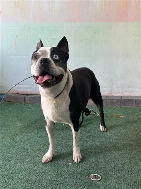 Adoptable Dog
