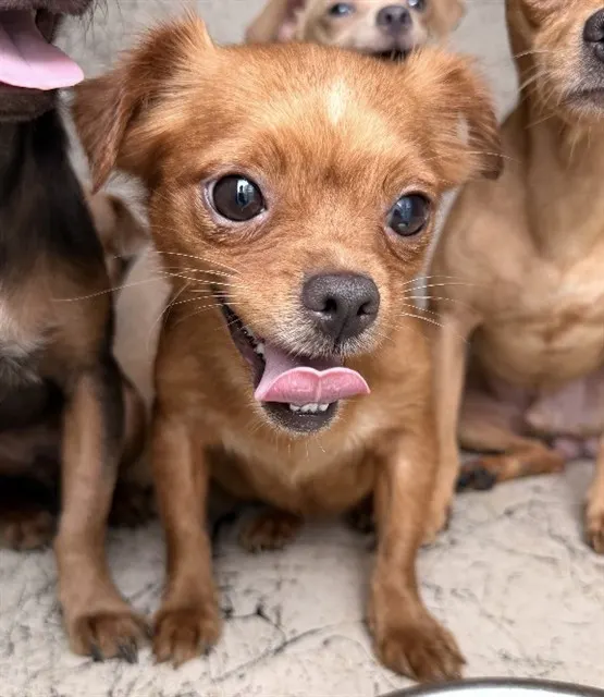Adoptable Dog