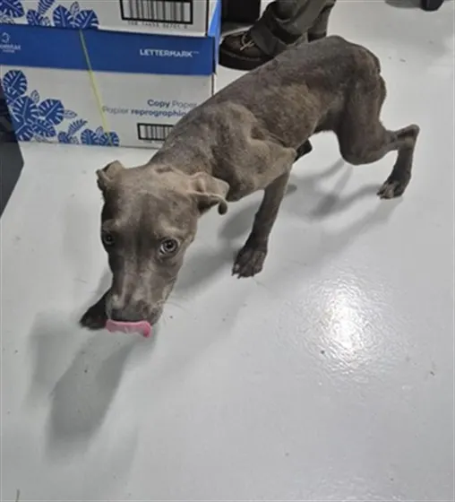 Adoptable Dog