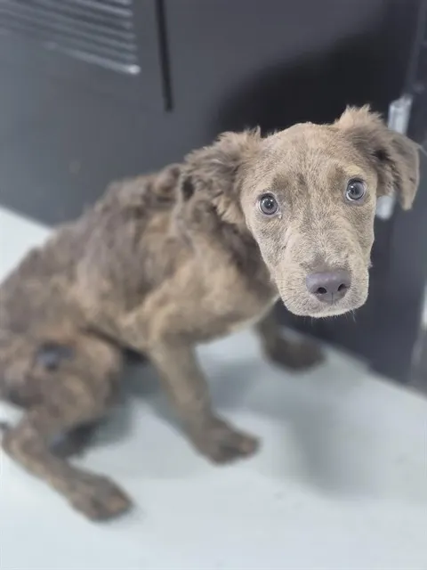 Adoptable Dog