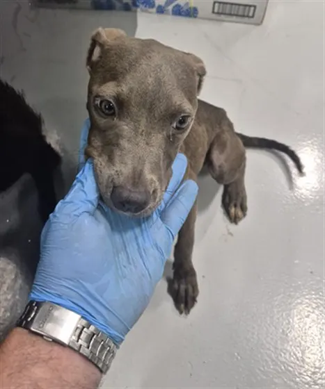 Adoptable Dog