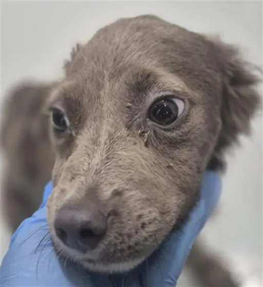 Adoptable Dog