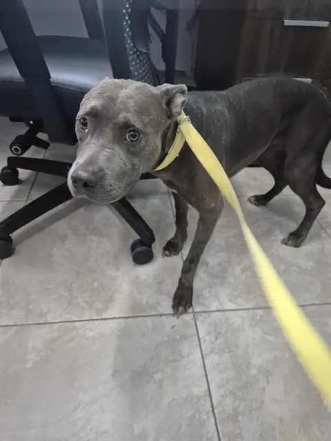 Adoptable Dog