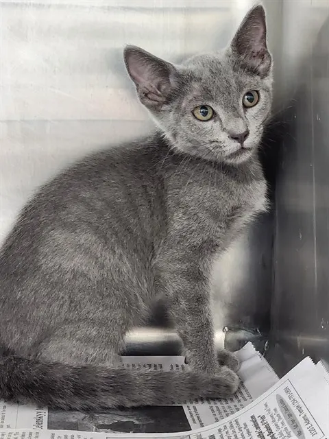 Adoptable Cat