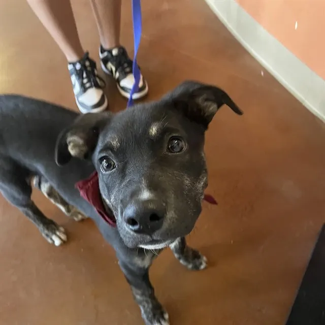 Adoptable Dog