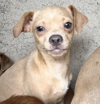 Adoptable Dog