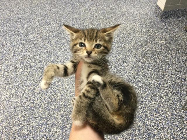 Adoptable Cat