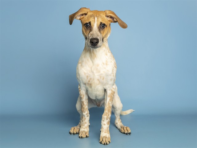 Jasper