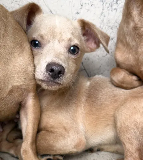 Adoptable Dog