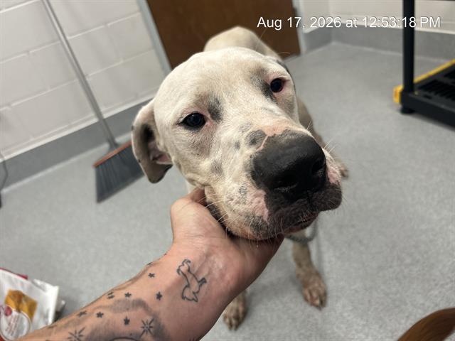 Adoptable Dog