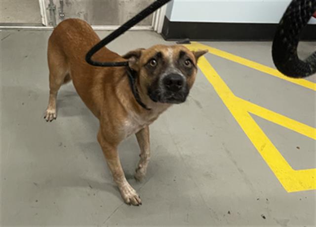 Adoptable Dog