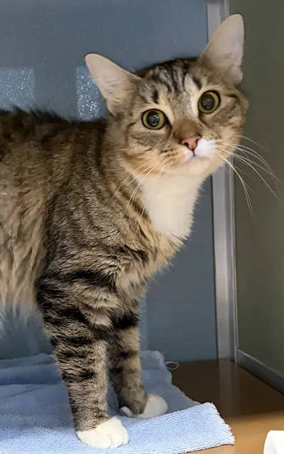 Tallulah