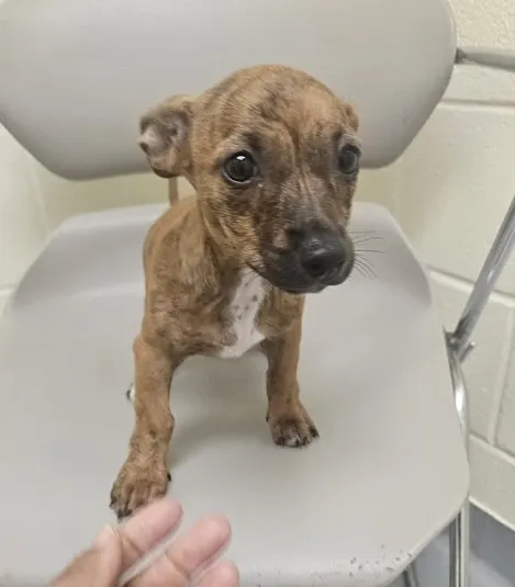 Adoptable Dog