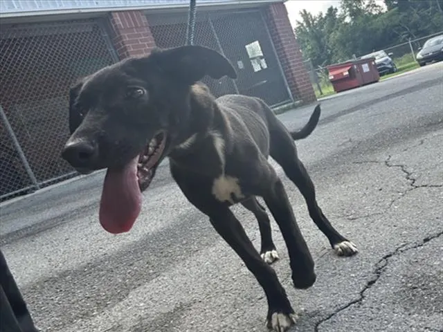 Adoptable Dog