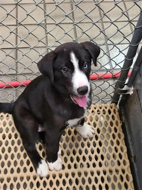 Adoptable Dog
