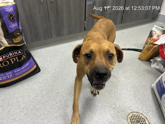 Adoptable Dog