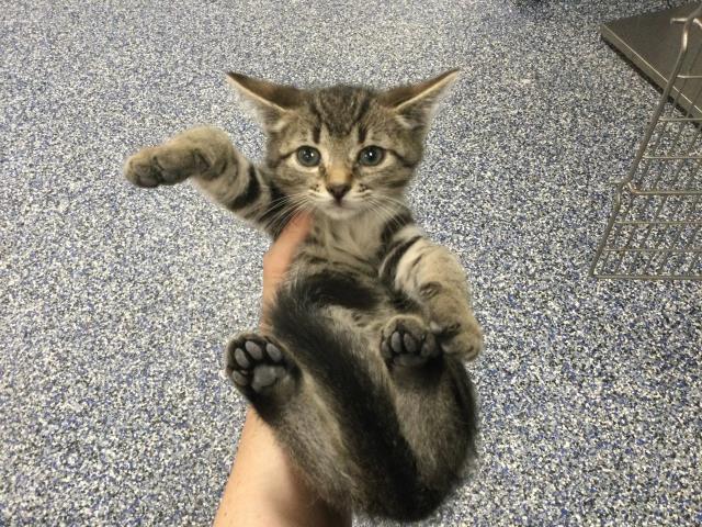 Adoptable Cat