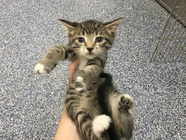 Adoptable Cat