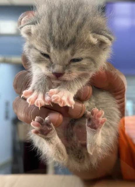 Cub