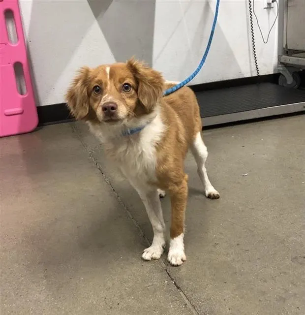 Adoptable Dog