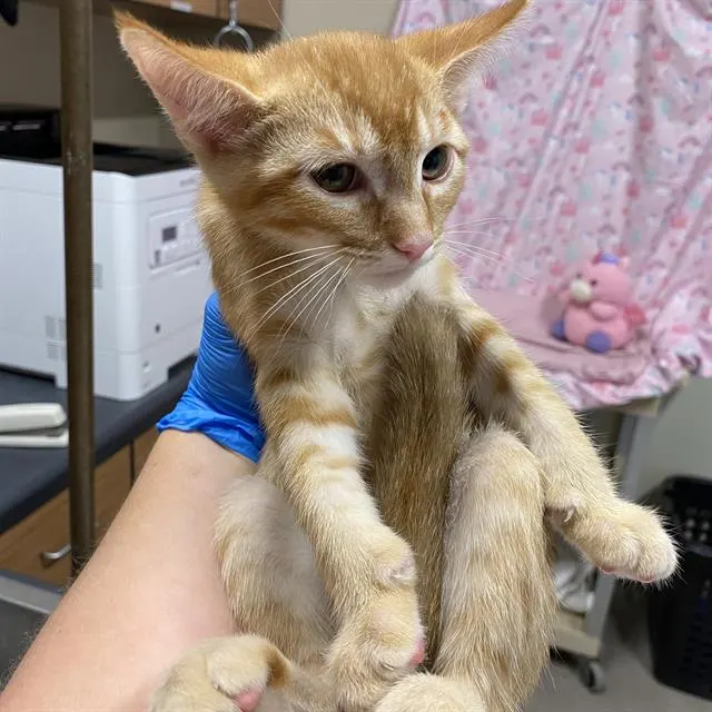 Adoptable Cat