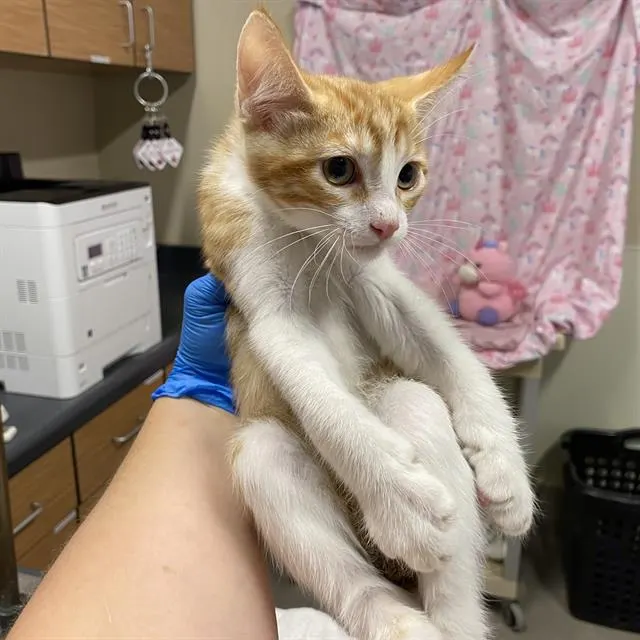 Adoptable Cat