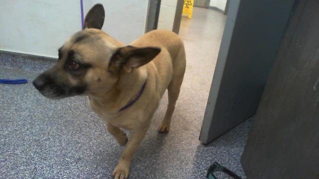 Adoptable Dog