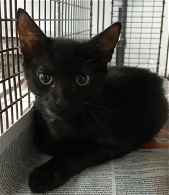 Adoptable Cat