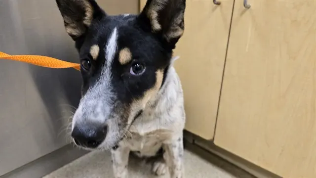 Adoptable Dog