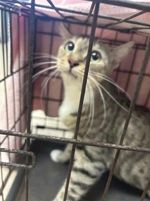 Adoptable Cat