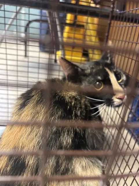 Adoptable Cat