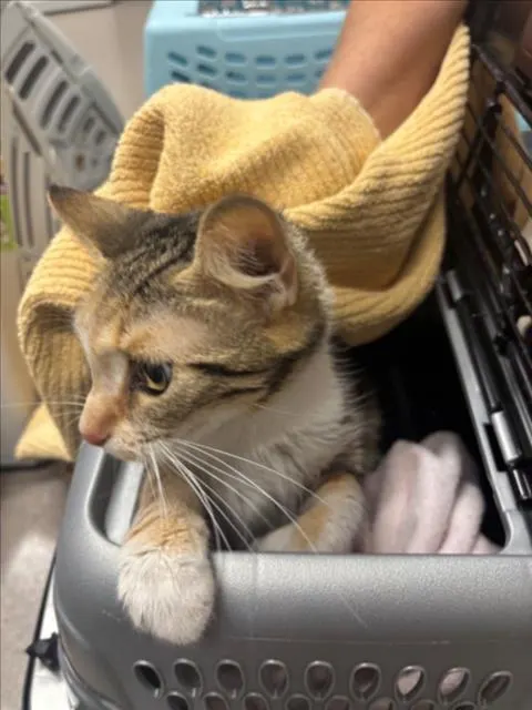 Adoptable Cat
