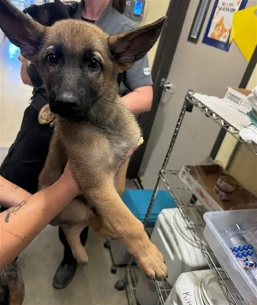Adoptable Dog