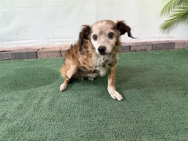 Gordo