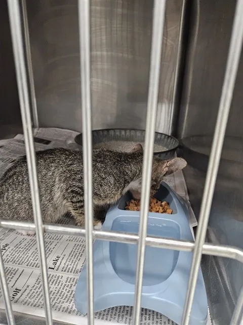Adoptable Cat