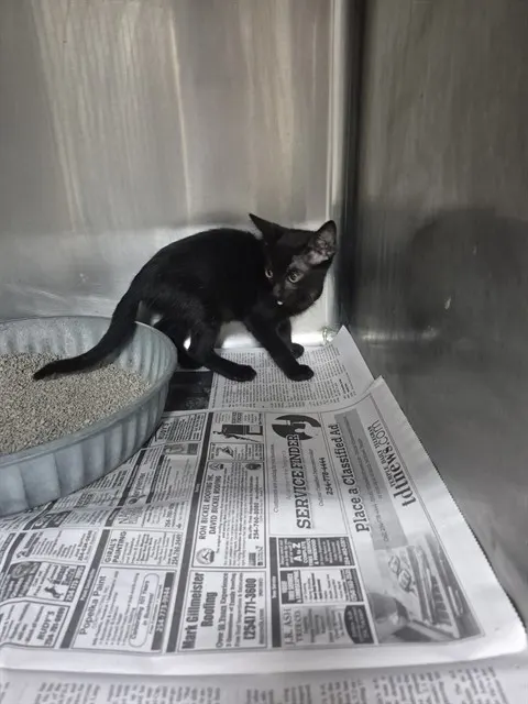 Adoptable Cat