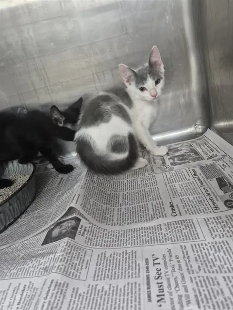 Adoptable Cat