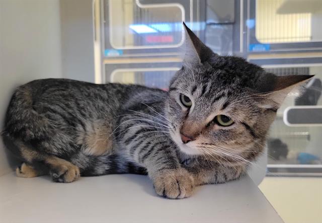 Adoptable Cat