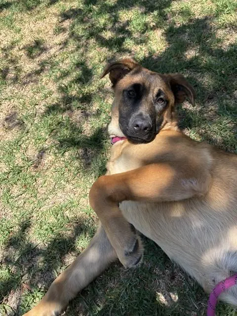 Stella