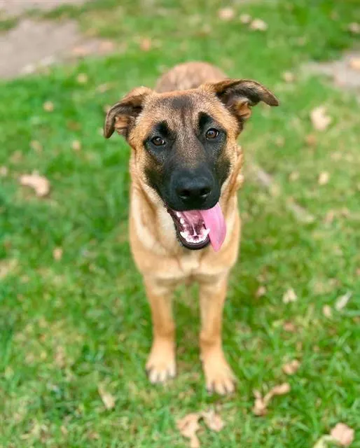 Stella