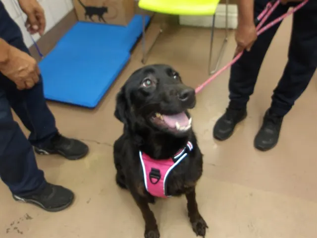 Nala