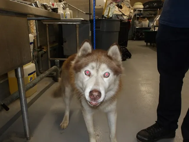 Adoptable Dog
