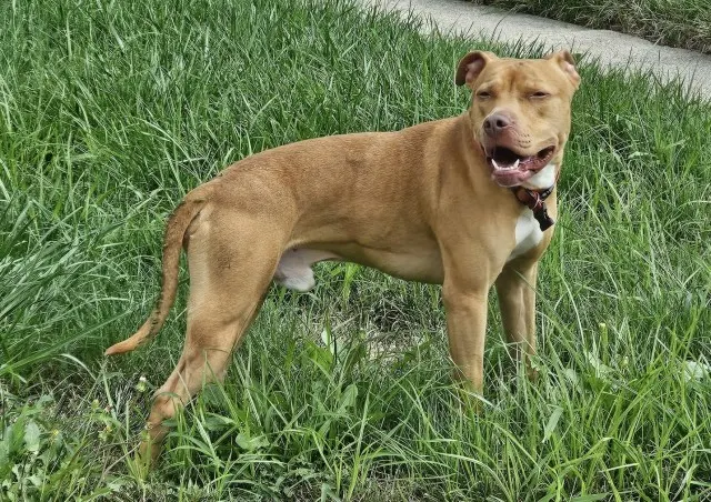 Adoptable Dog