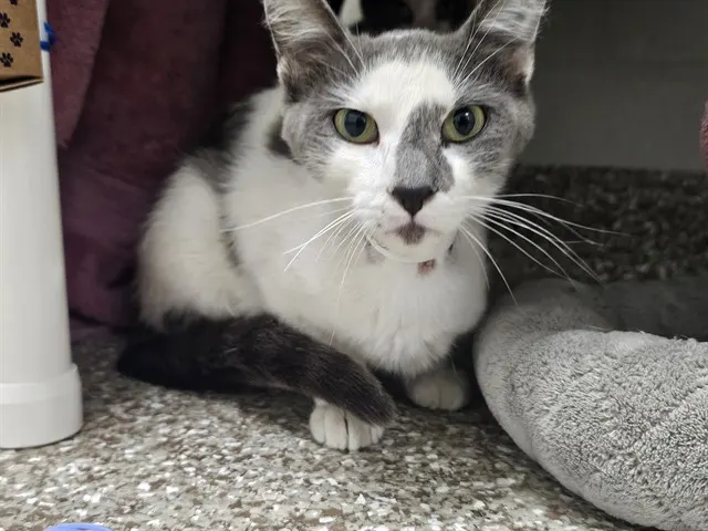 Mittens